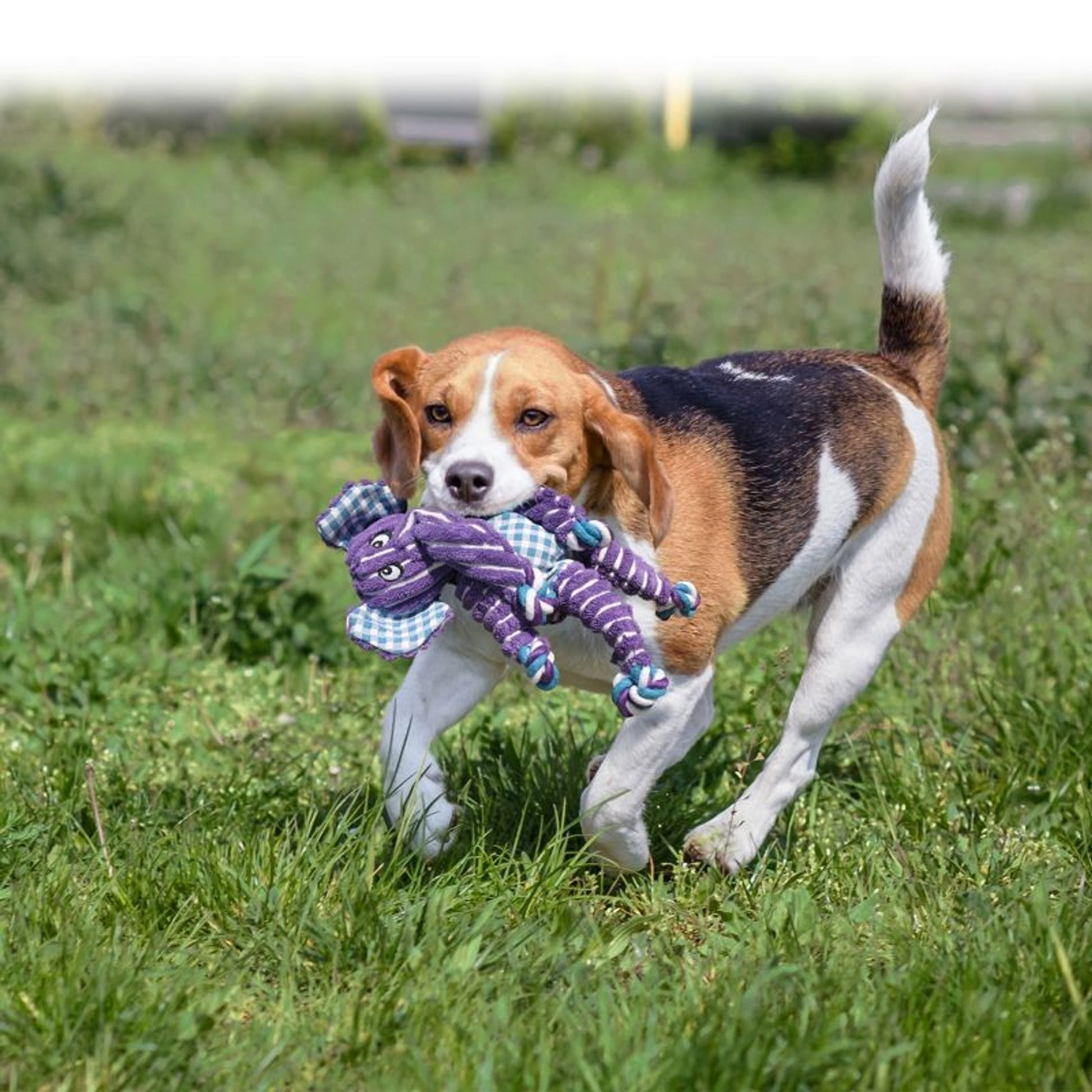 KONG Floppy Knots Dog Toy