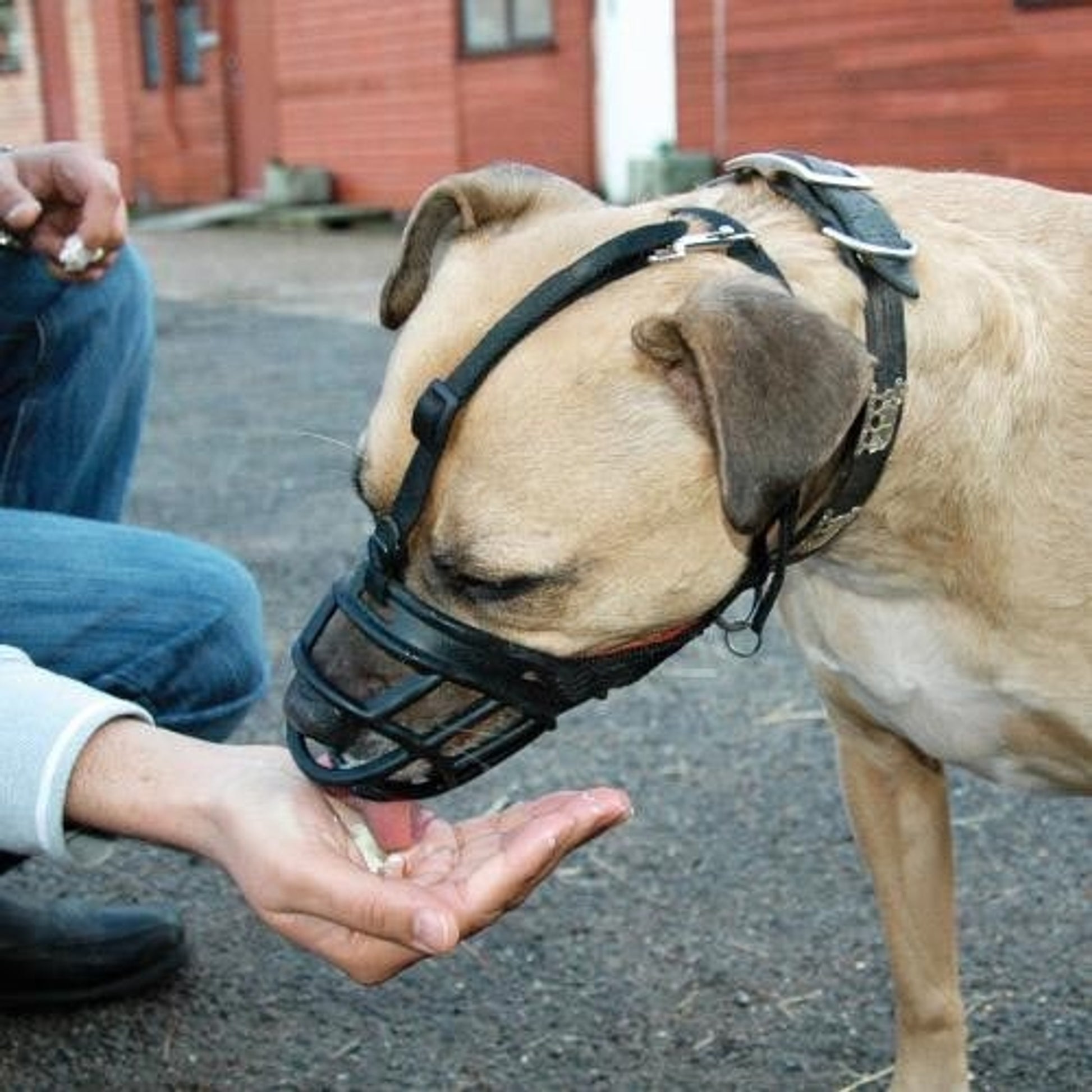 Baskerville Ultra Muzzle