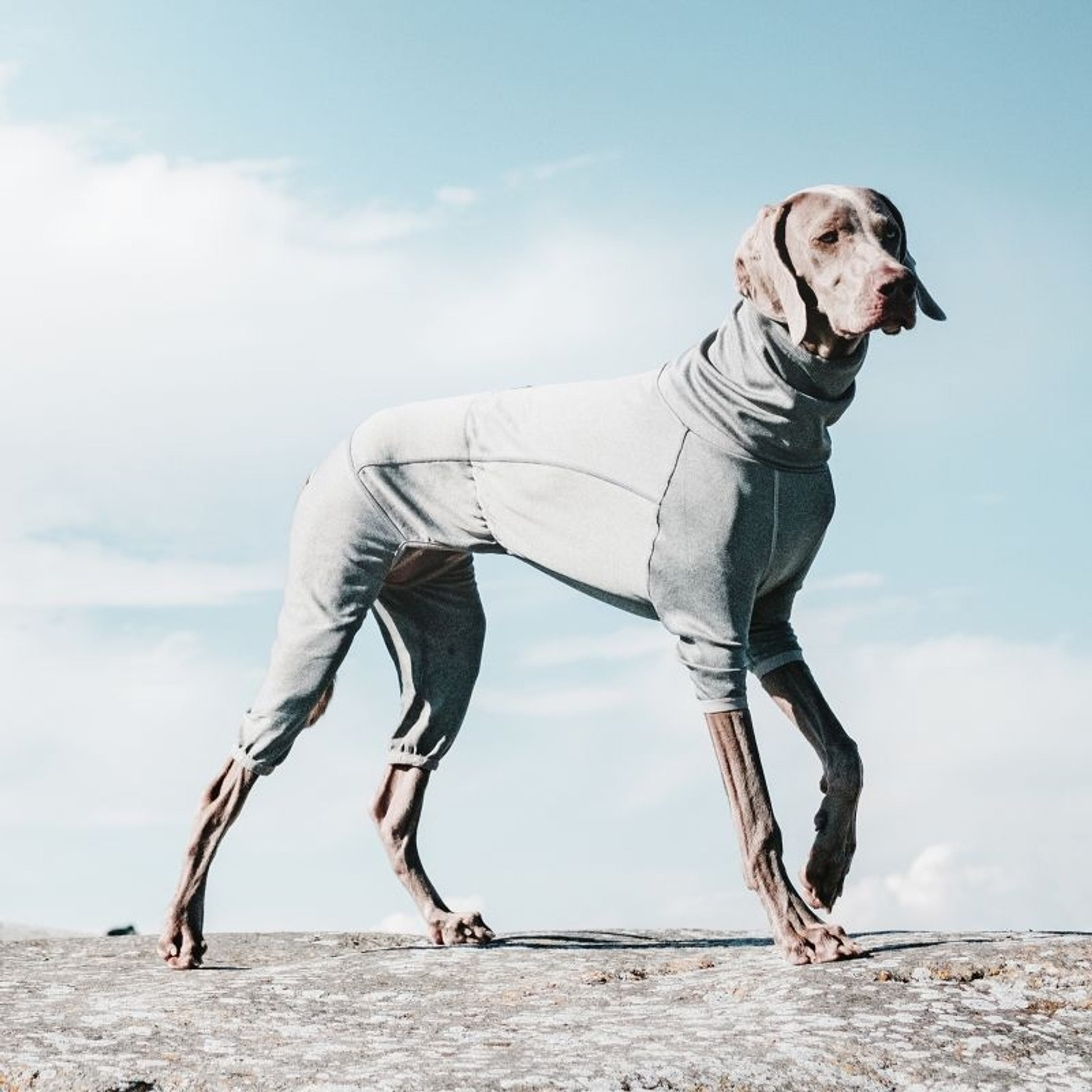 Hurtta Carbon Grey Dog Body Warmer