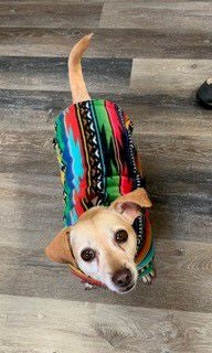 Snugpups Baja Fleece Dog Coat