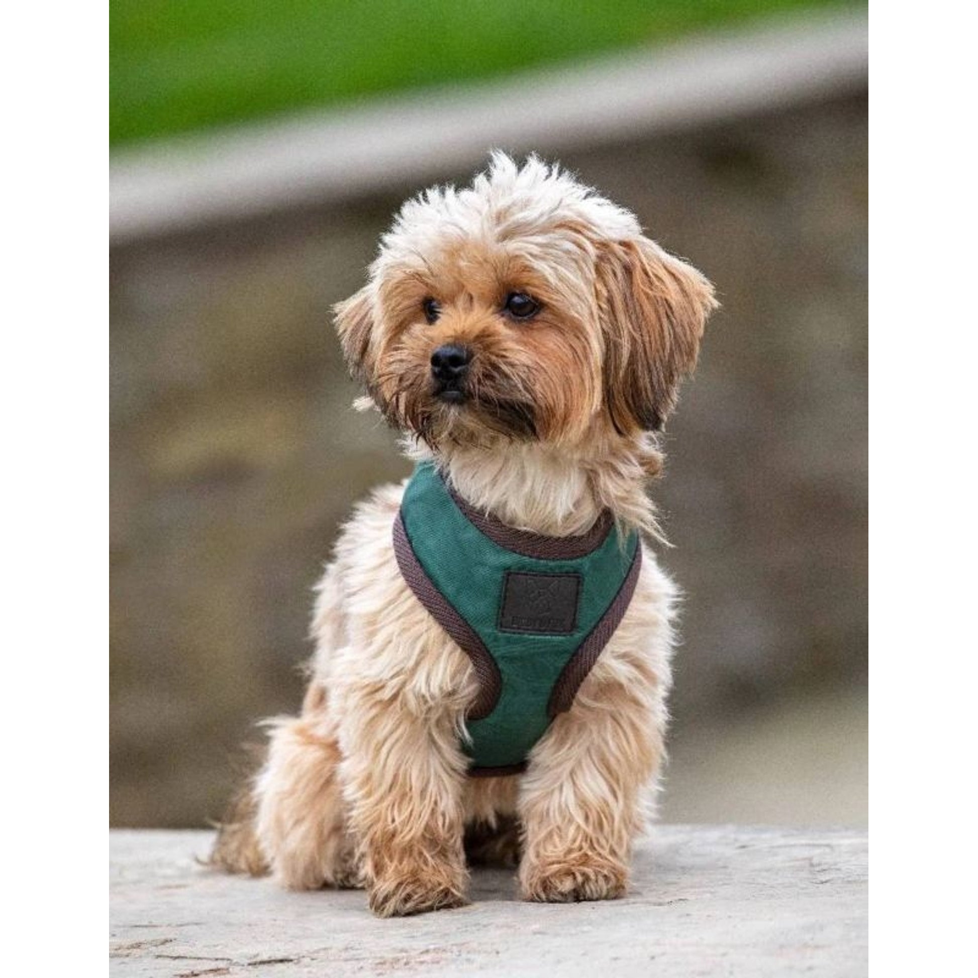 Shires Digby Fox Quilted Harness